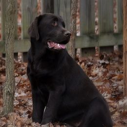 Labrador Retrievers from EverOak Labradors