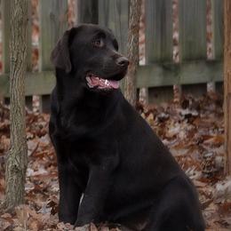 Labrador Retrievers from EverOak Labradors