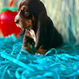 Urla - Black white and tan female Basset Hound puppy in Springfield, Missouri from Baylee’s Bassets