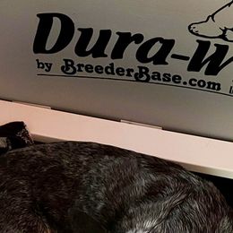 Australian Cattle Dog Puppies from Cynlee Australian  Cattle Dogs