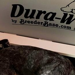 Australian Cattle Dog Puppies from Cynlee Australian  Cattle Dogs