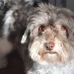 Rockee - Havanese