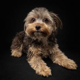 Josie - Yorkshire Terrier