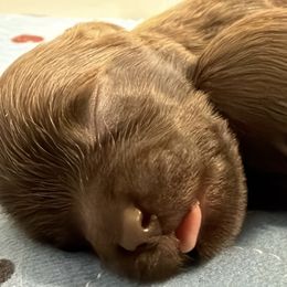 Hank the Tank - Chocolate male Havanese puppy in Medina, Ohio from Havi Haus (Coco's Puppies)