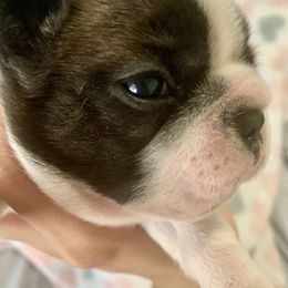 French Bulldog Puppies from Frenchie Paws