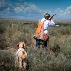 Bracco Italiano and Spinone Italiano All Grown Up from Millers Point Versatile Gun Dogs