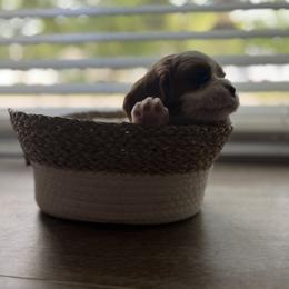 Cavalier King Charles Spaniel Puppies from SHANNON'S CAVALIERS