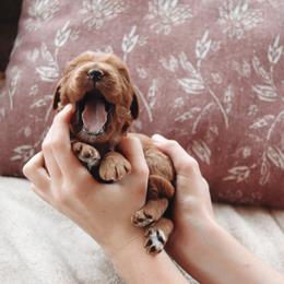 Goldendoodle Puppies from Cedarcrest Goldendoodles