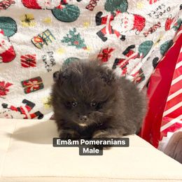 Black and tan - Black and tan male Pomeranian puppy in Kentucky from Em&M Pomeranians