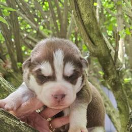 Golden - Brown and white male Siberian Husky puppy in Springfield, Massachusetts from 16acreshuskies