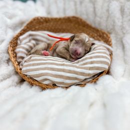 Rafiki - Red  male Goldendoodle puppy in Sulphur, Louisiana from Curly Q’s Of Carlyss