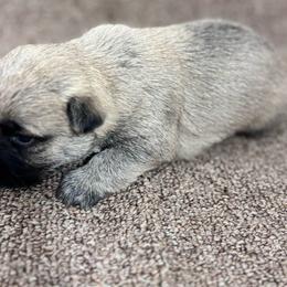 Mason - Cream male Cairn Terrier puppy in Mountain Grove, Missouri from CreekTop