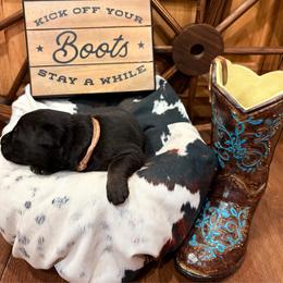 Rival - Bi-color female German Shepherd puppy in Beech Grove, Arkansas from Ze Zadnich lesu