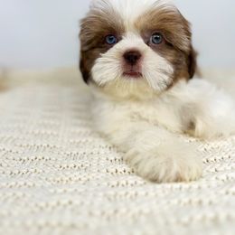 Ian - Liver and white Shih Tzu puppy in Texas from Shihtzu Legacy
