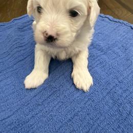 ToTo - White male Maltipoo puppy in Dade City, Florida from Watkins Maltipoo's