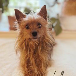 Lilly - Yorkshire Terrier