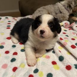 Beca - Black tri female Miniature American Shepherd puppy in Plant City, Florida from Osborne & Stormborn FL Kennels