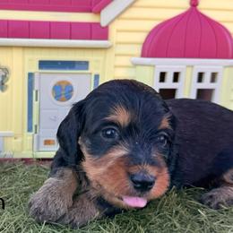 Muffin- SILKY WIRE - Black and tan female Dachshund puppy in Duncan, Arizona from Bootheel Doxies