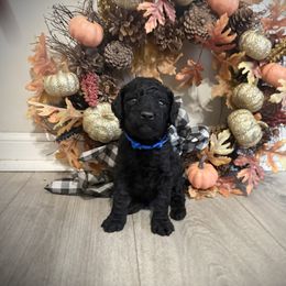 Acorn (Blue Band) - Black male Poodle puppy in Plainfield, New Jersey from Caris Paws Poodles and Labradoodles