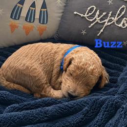 Buzz - Red  male Goldendoodle puppy in Noblesville, Indiana from R and H Doodles