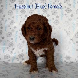 Hazelnut - Red  female Goldendoodle puppy in De Pere, Wisconsin from Kinzor Kennels