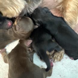 Wally - Black and tan male Yorkshire Terrier puppy in Knoxville, Tennessee from Rainbow Bliss Yorkies