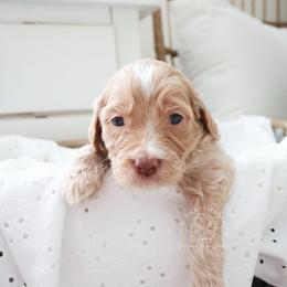 Open Pasture - Apricot male Goldendoodle puppy in Savannah, Georgia from Vino and Vespa Doodles