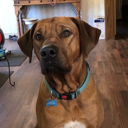 Nokee - Rhodesian Ridgeback