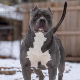 Audemars - American Bully