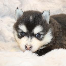 Sphinx - Black and white male Pomsky puppy in Centerville, Iowa from LJ Kennels Pomskies, LLC