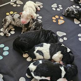Goldendoodle, Poodle, and Schnoodle Puppies from Gaga's Doodles