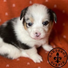 American Corgi and Pembroke Welsh Corgi Puppies from Caddeaux Corgis