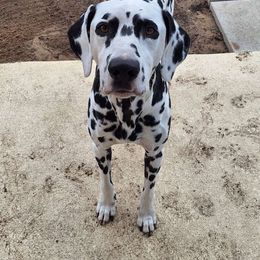 Gio - Dalmatian