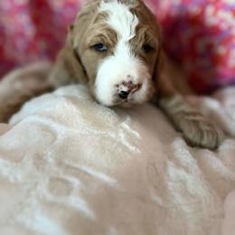 Pixie - Red  female Goldendoodle puppy in Denham Springs, Louisiana from E&S Goldendoodles
