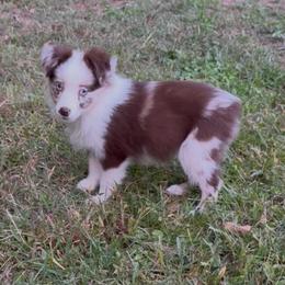 D'arcy - Red merle female Miniature Australian Shepherd puppy in Patterson, North Carolina from DreamLine Aussies