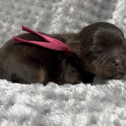 Pink - Chocolate, tan and white female Yorkshire Terrier puppy in California from All Star Yorkies