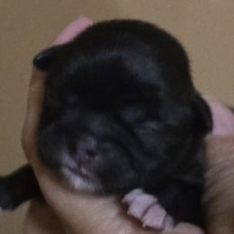 Shih Tzus, Shorkies, and Yorkshire Terriers from Kathys Yorkie and Shih-tzu Cuties