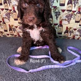 Rose' - Chocolate female Goldendoodle puppy in Water Valley, Mississippi from Olympian Doodles