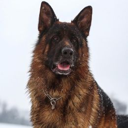 German Shepherds from Wilhendorf