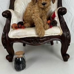 Black Collar - Red  male Poodle puppy in Murrayville, Georgia from Spoiled Rotten Kennels