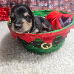 Alec-Boy 1 - Black and cream male Dachshund puppy in Bigfork, Minnesota from Long Ears and Long Dogs Ranch