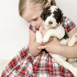 Goldendoodle Puppies from Magic Valley Goldendoodles