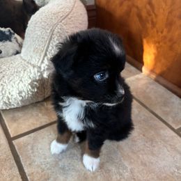 Maple - Black tri male Toy Australian Shepherd puppy in Albia, Iowa from J Bar M Toy and Mini Aussies