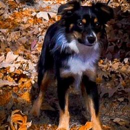 Dallee - Toy Australian Shepherd