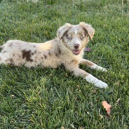 Binx - Red merle male Miniature Australian Shepherd puppy in California from Eagle River Aussies
