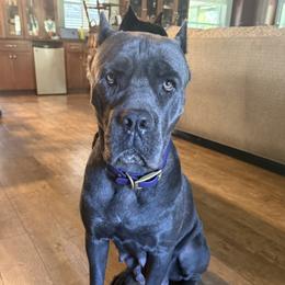 Draana - Cane Corso