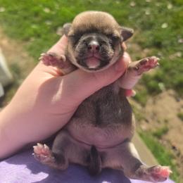 Rory - Black sabled fawn female Chihuahua puppy in Ashtabula, Ohio from Paw's & Awe's Chihuahuas