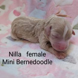 Bernedoodle puppies from Donnasdoodlebugs