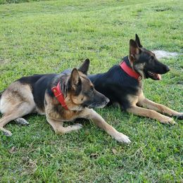 German Shepherd All Grown Up from Rust N Dust Kennels