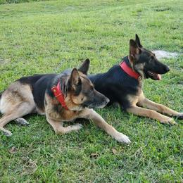 German Shepherd All Grown Up from Rust N Dust Kennels